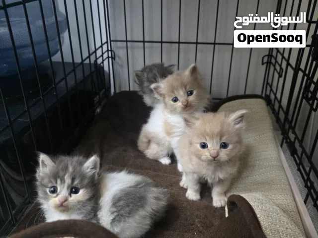 تبنى برسوم بسيطة