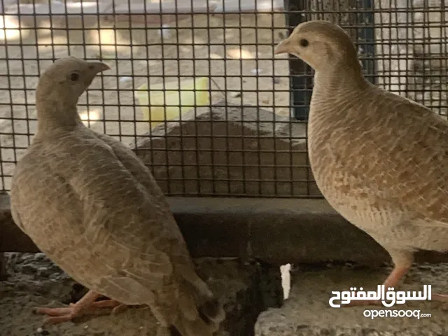 زوج صفرد كريمي