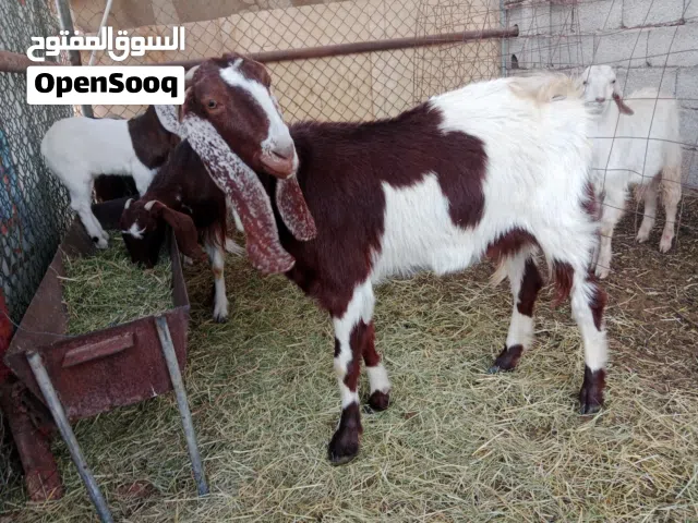 للبيع سنها ربع