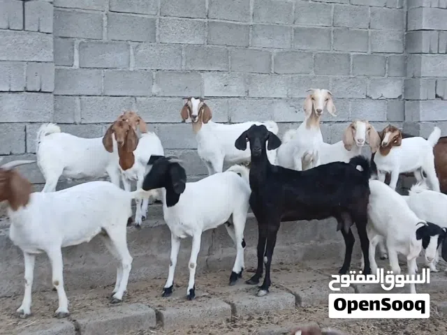 أغنام من حلال البرقوووت والحلال الصلالي