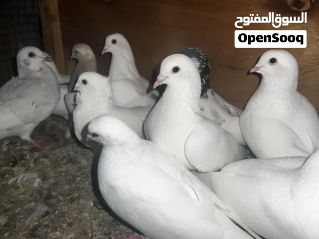 حمام للبيع