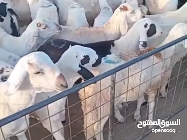 اغنام سواكني ابيض سعر جملة