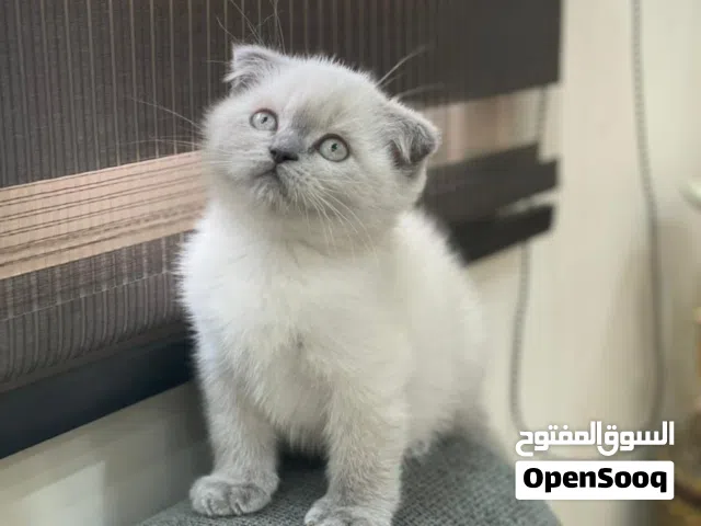 بسين هيمالايا سكوتش