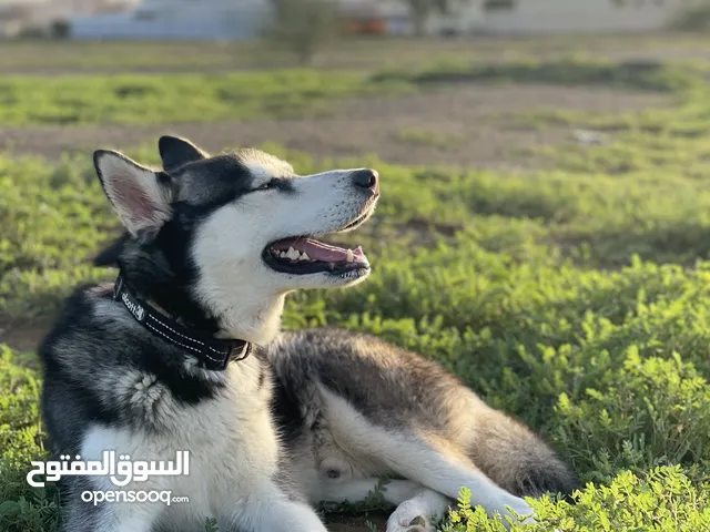 كلب هاسكي ذكر مستوى ممتاز مدرب تدريب طاعه للبيع husky for sale
