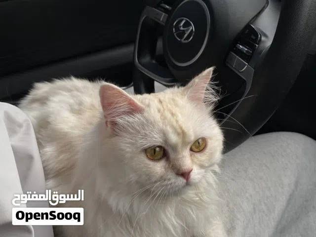 قط شيرازي مخصي أليف محب للناس ويحب يلعب