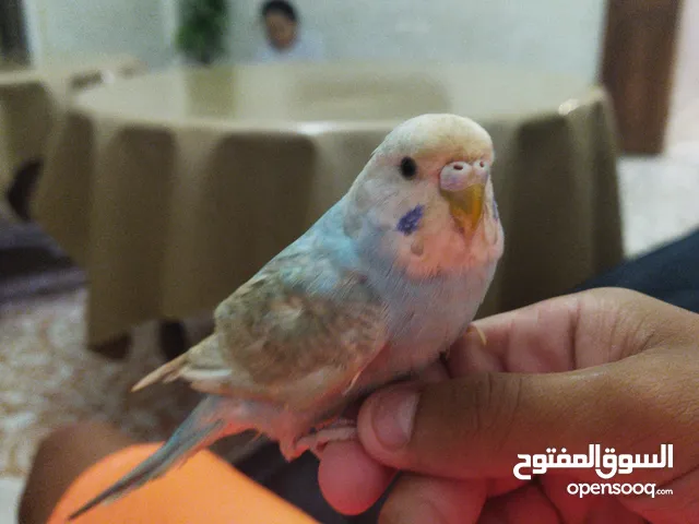 بيريش للبيع