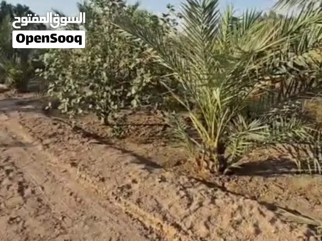 بيع مزرعه في خور