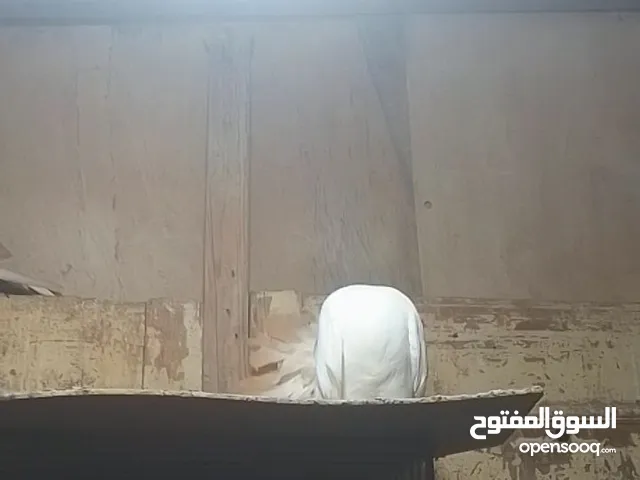 انثى تونسي بوديل للبيع