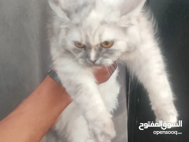 قطوسه شيرازي مهجنه علي فارسي