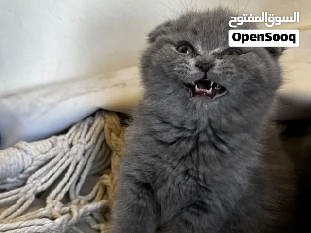 قطط سكوتش فولد بلو