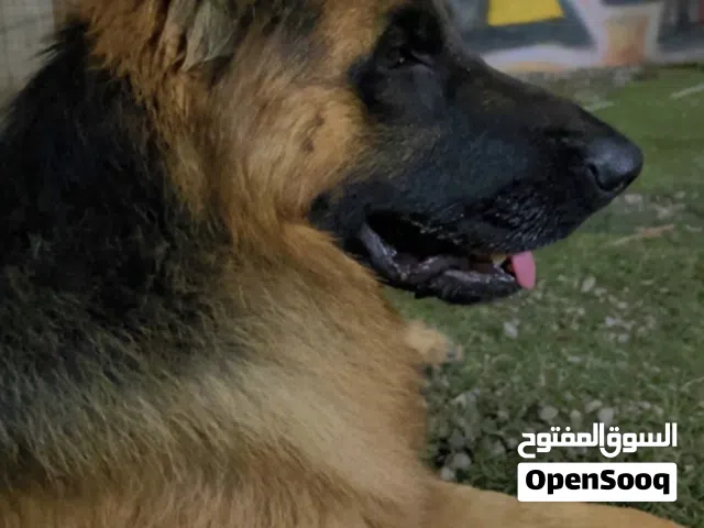 للبيع جيرمن شيبرد بيور كينج سايز لونج هير
