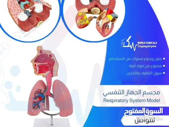 وسائل تعليمية ومجسمات مجسم الجهاز التنفسي Respiratory system model