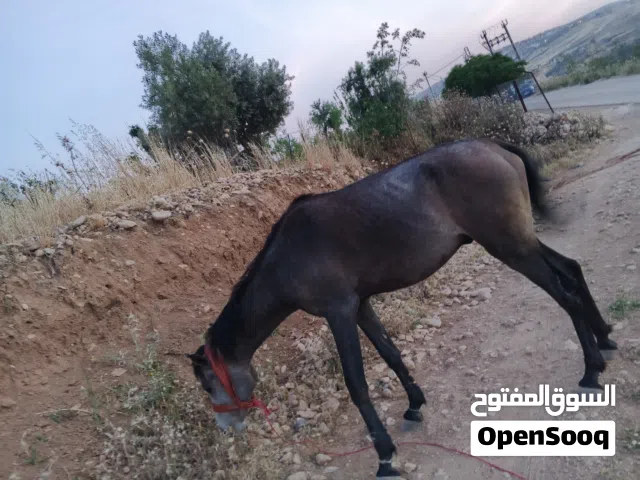 السلام عليكم ورحمه الله وبركاته عندي حصان العمر ثلاث سنوات