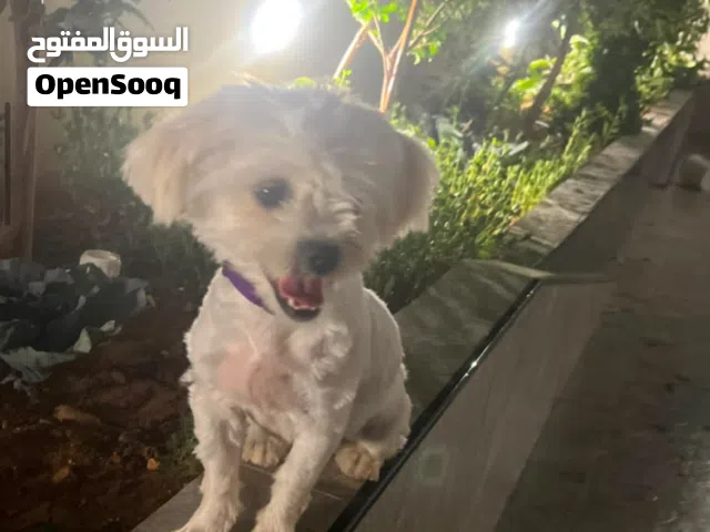 انتثى مالتيز للبيع بسعر حرق حرق معها كرت مطاعيم