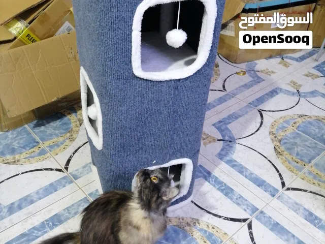 بيت للقطط 3 غرف جديد