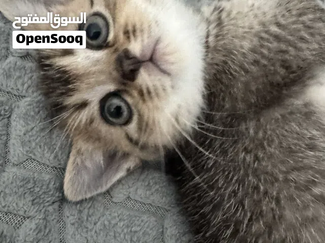 قط راغ دول لونغ هير قطة شانشيلا بريتش شورت هير العمر شهر ونصف متعلمين على اللتربوكس