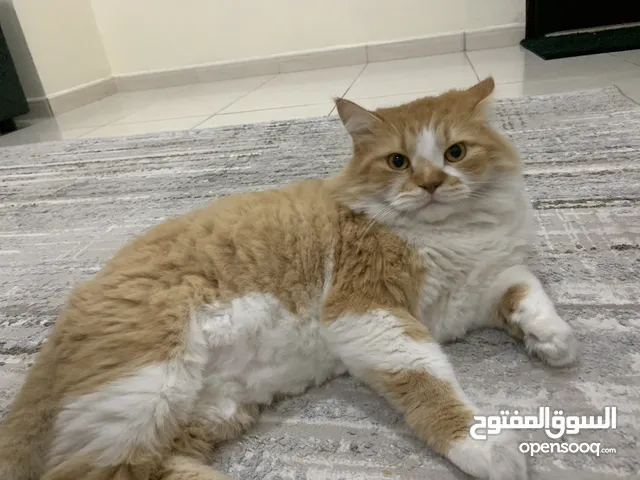 Twix قط شيرازي للبيع بلمجان