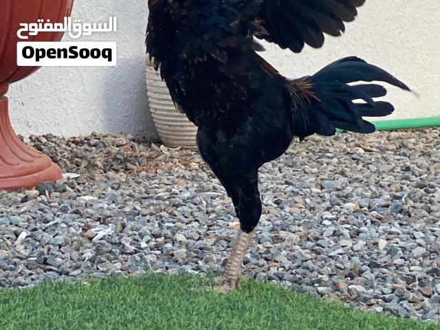 دجاج باكستاني فاخر للبيع