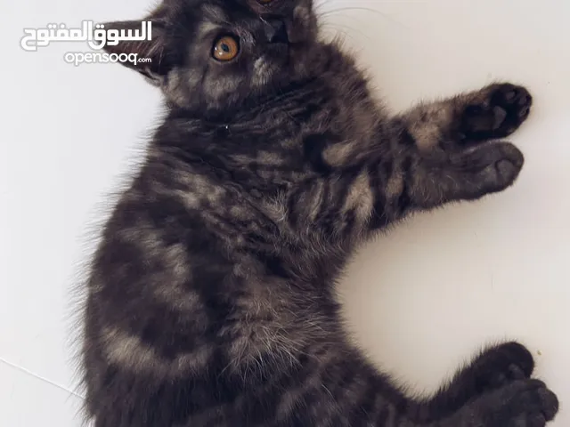 قطط بريتش فولد + ستريت بسعر مغري ورمزي