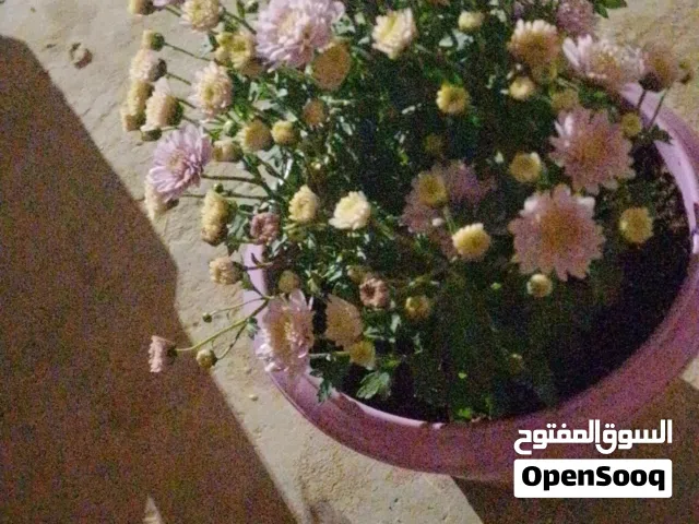 ورد خارجي وداخلي مش شمال توصيل