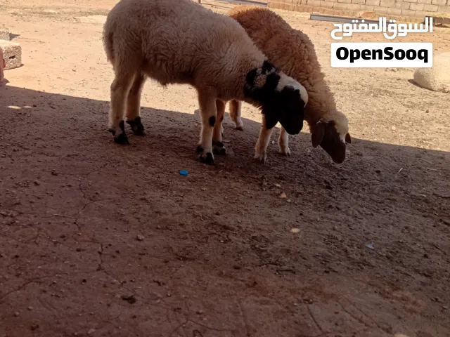 حولي وحوليه ماشاءالله عليهن صحات اسلم
