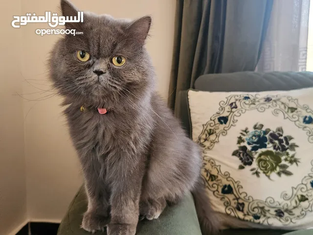 قطه سكوتش لونج هير ( سكوتش ذات شعر الطويل)