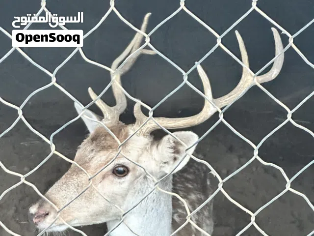Deer for Sale 2000dhs