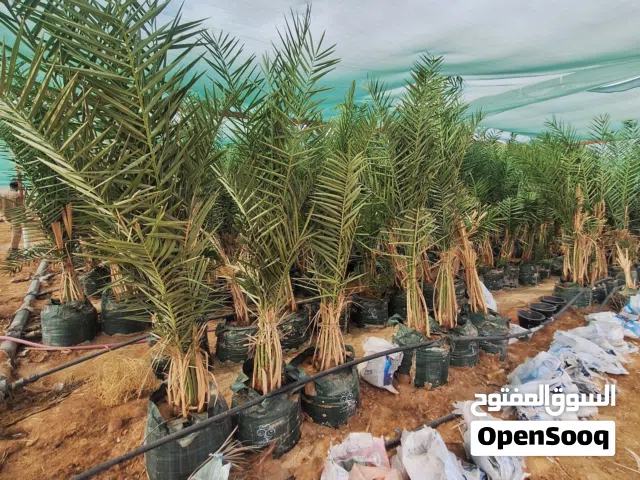 يوجد لدينا جميع أنواع النخيل العربي اللبيع