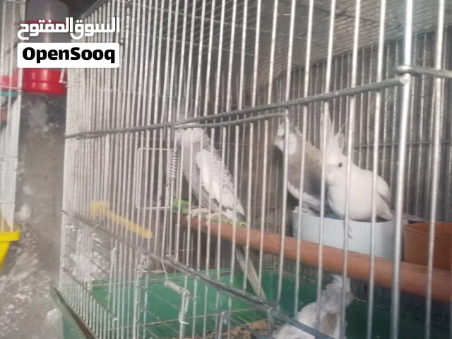 جوز  وايد فيس فحل بايدي فرخ البينو