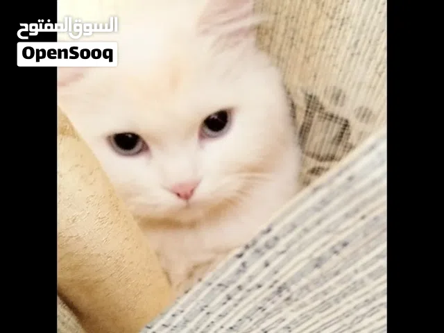 قطط  للبيع  3