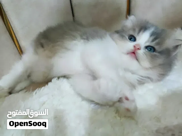 لعشاق القطط
