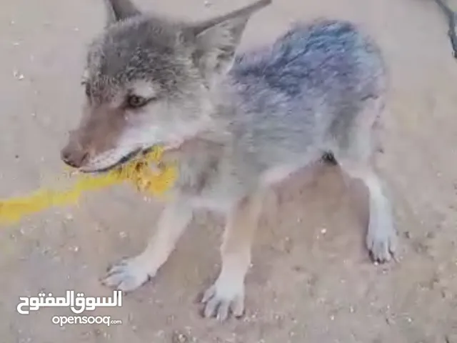 جرو ديب عمر حوالي شهرين ونص