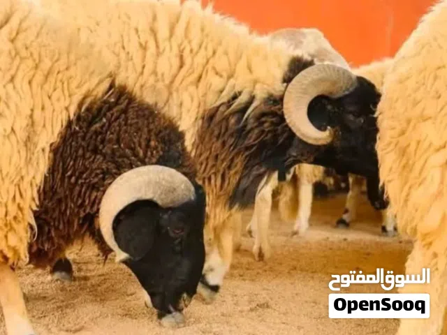 اضاحي العيد اسعار حرق 2500 بادن الله