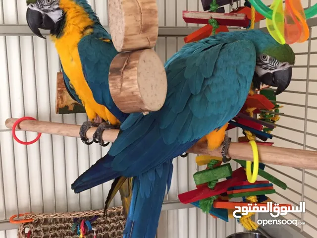 Pair of Blue and Gold Macaw Parrots For Sale