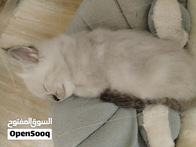 قط سيامي للبيع