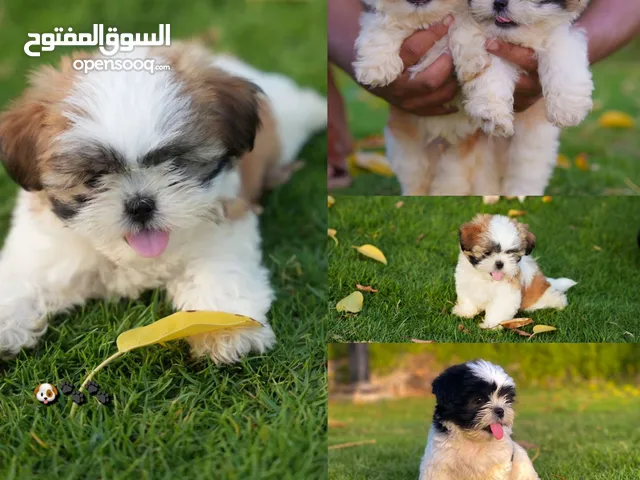 لبيع شيتزو بيور سوبر ميني العمر شهرين احجام و الوان حلوه لعوبين