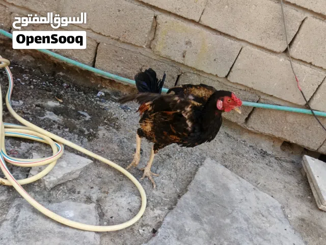 ديج هندي للبيع شرط النشاط مخلف