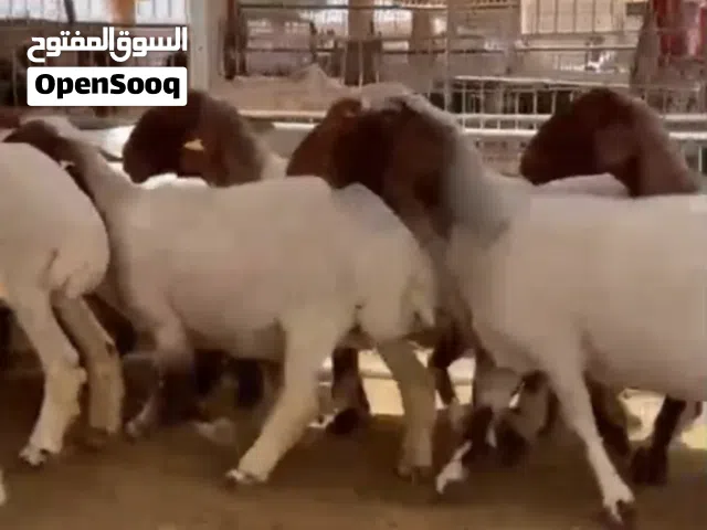 لبیع جعد نعیمی بیور عمر سنه او سنتین موقع العین