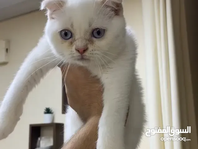 Scottish fold /سكوتش فولد