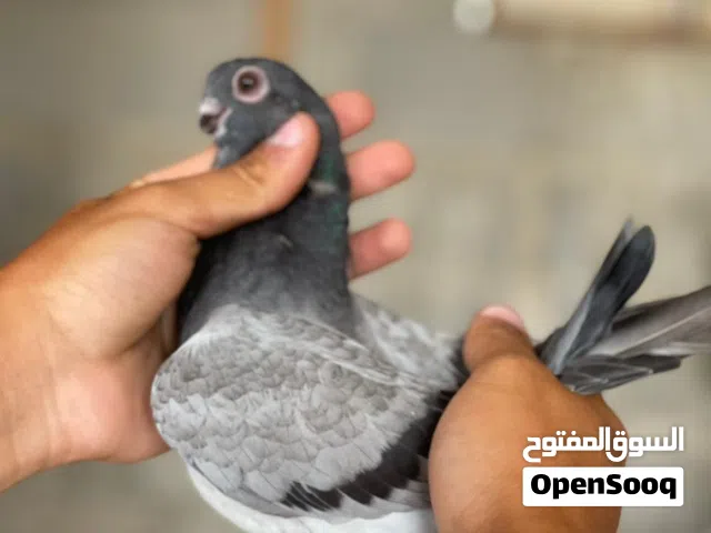 جوز فراخ عمريات للبيع