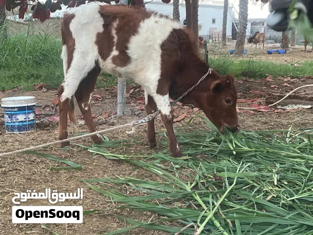 عمرها 8 اشهر