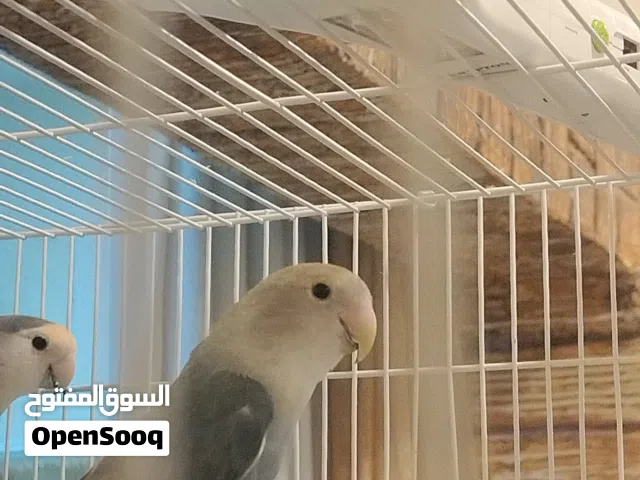 طير لافبيرد جاهز للانتاج واجد يصوفر