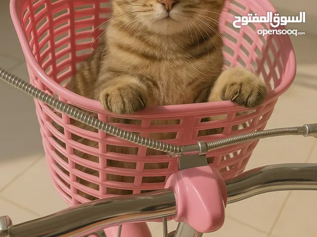 سكوتش فولد