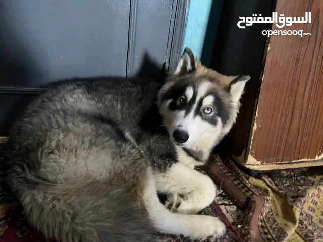 دكر و نتايه هاسكي