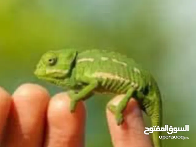 سلاحف بيبي وجمع الاحجام. تربيه مزرعه صحه ونظافه top. يوجد سلاحف ازواج. موسم تكاثرهم.