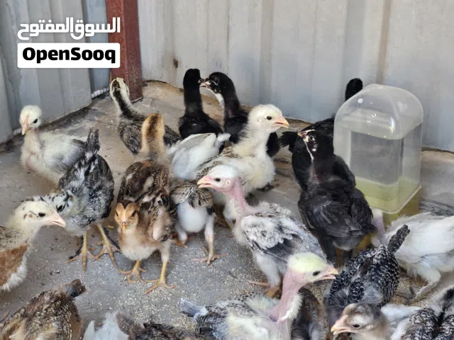 كتاكيت عرب بيهن كم واحد ابو ركيبه