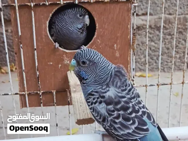 كوبيه بلاك فيس رمادي