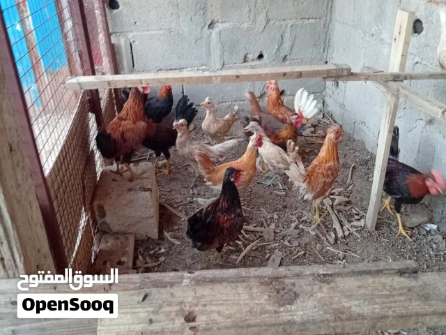 السلام عليكم دبوجة شمسيات  وكويتيات