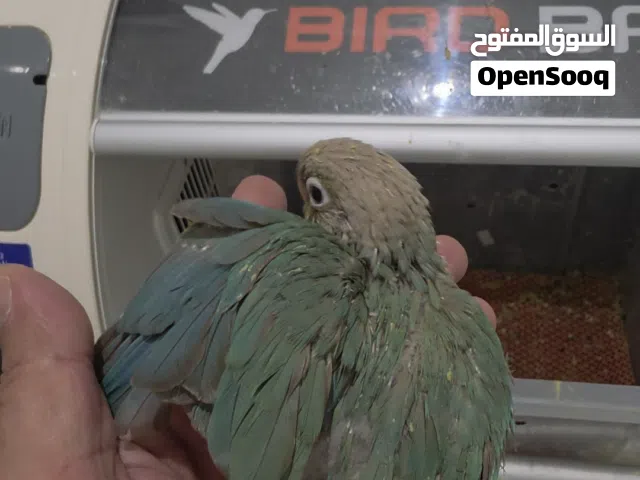 فرخ كنيور تركواز