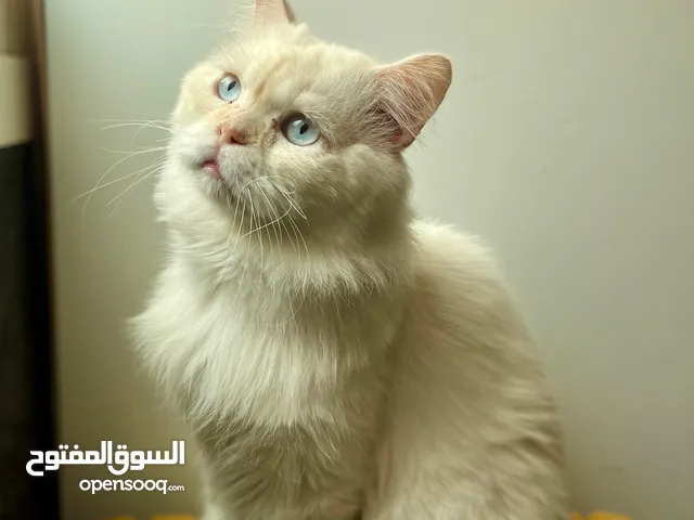 Persians five phase cat male